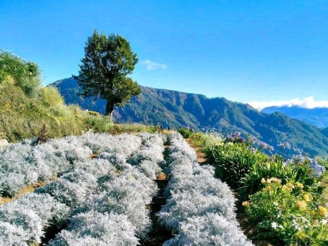 Flower Hills in the North: Northern Blossom Farm