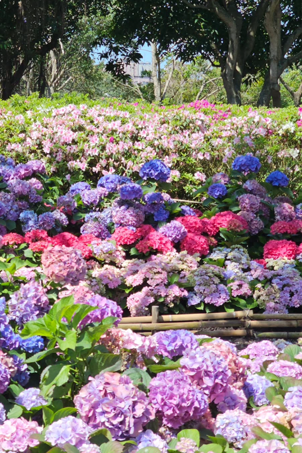 Spring in Taipei feels like a quiet secret 🌸🐿️