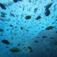 ดำน้ำลึกกับ Satun Dive Resort Koh Lipe