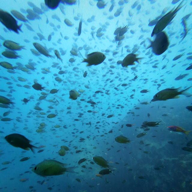 ดำน้ำลึกกับ Satun Dive Resort Koh Lipe