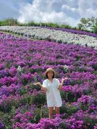 ทุ่งดอกไม้เขาค้อ ไฮเดรนเยียคาเฟ่