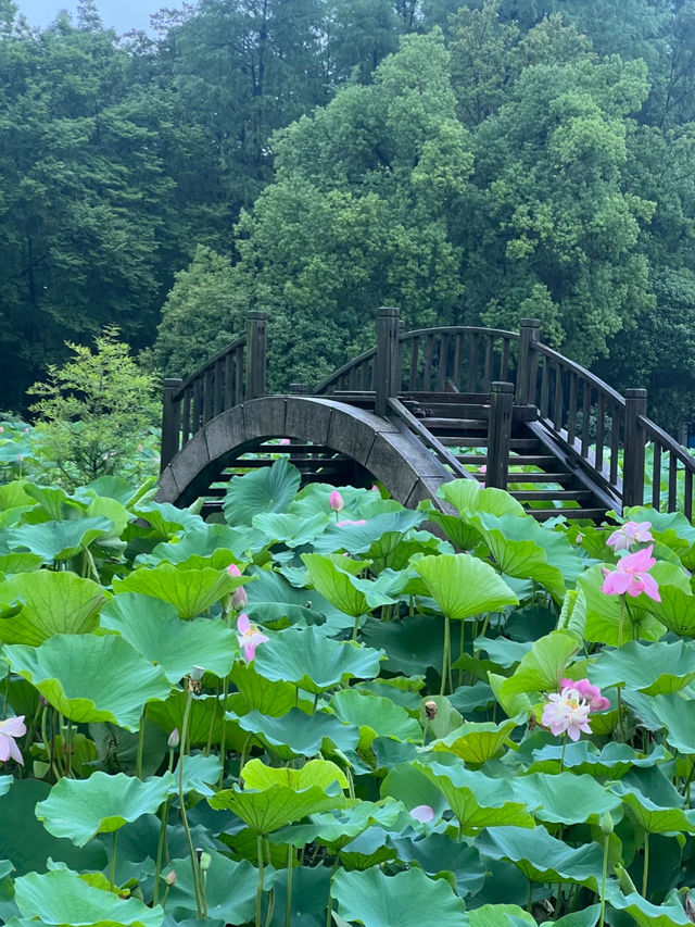 Wuhan Botanical Garden 🌿🌸🦋