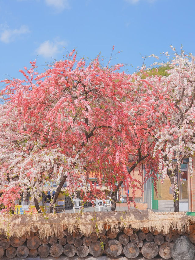 하늘 아래 천국이 있다면 바로 여기일거야🌸❤️