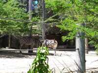 🐨 Taronga Zoo Sydney สวนสัตว์ที่วิวดีที่สุดในโลก!