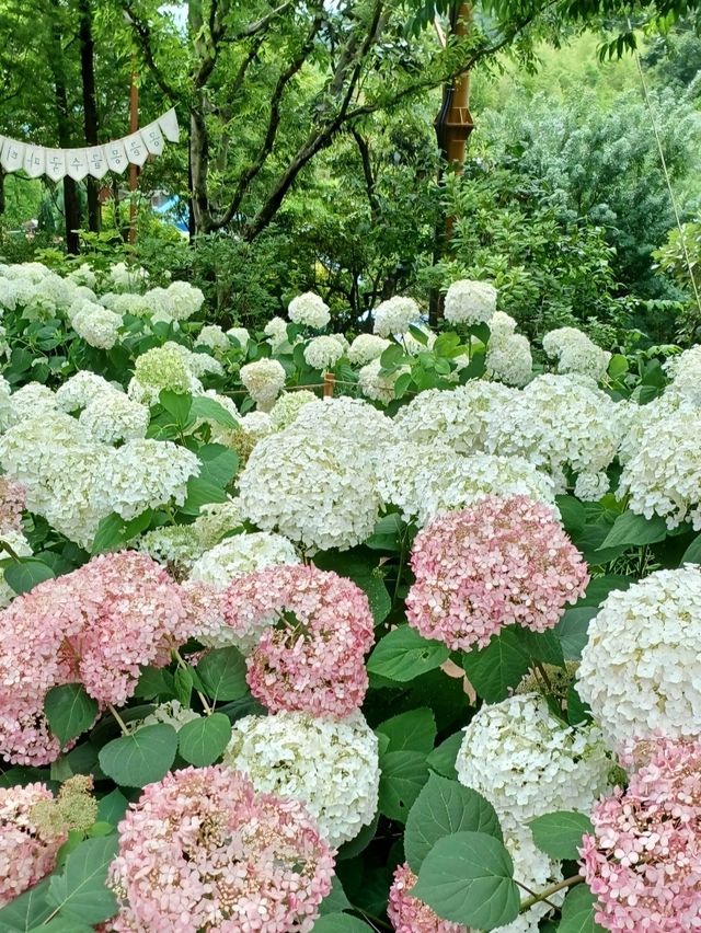 수국길 따라 걷는 여름 산책, 진주 월아산