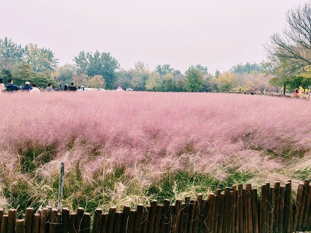 Pink Muhly Sea: A Dreamlike Symphony in Blush