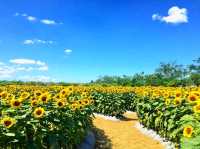 Sunflower Maze – A Blooming Wonder in Tayug, Pangasinan
