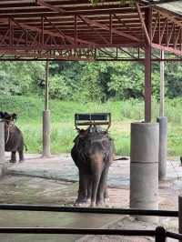 maetaeng elephant park