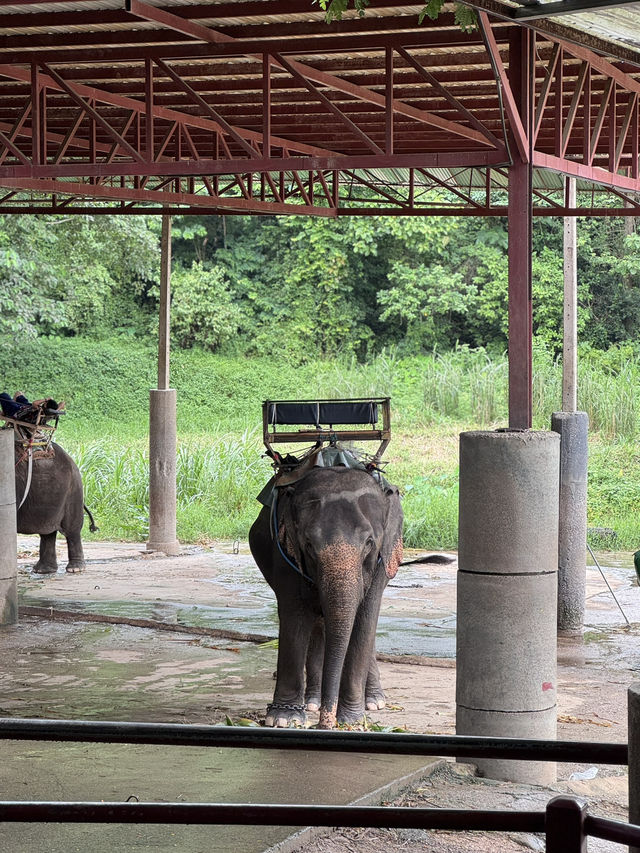 maetaeng elephant park