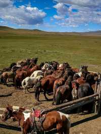 Sleep in a Yurt, Ride into Legend: Welcome to Hohhot’s Grasslands