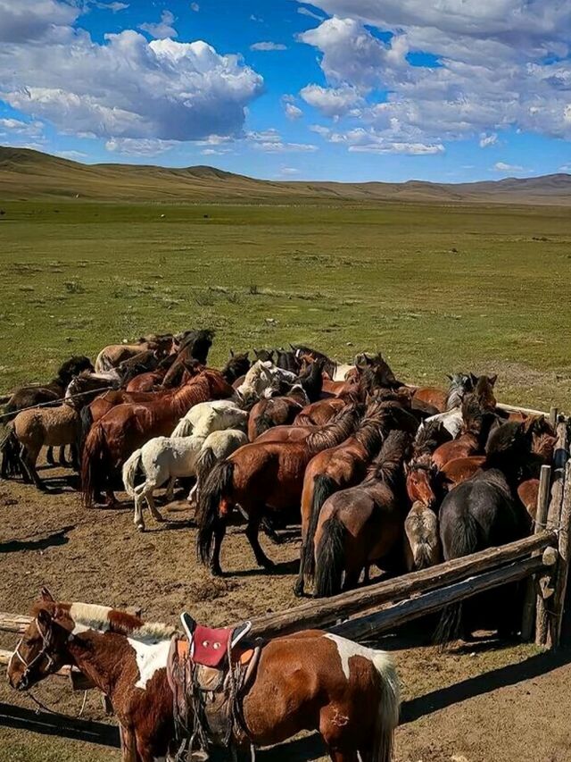 Sleep in a Yurt, Ride into Legend: Welcome to Hohhot’s Grasslands Sleep in a Yurt, Ride into Legend: Welcome to Hohhot’s Grasslands