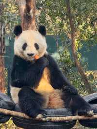 Shanghai Zoo Guide 🐼🌿