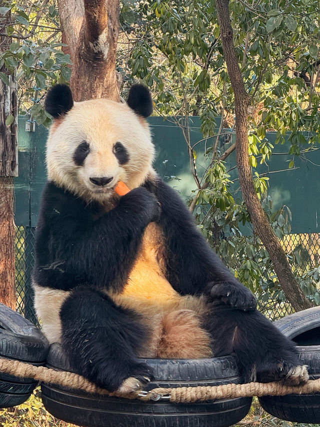 Shanghai Zoo Guide 🐼🌿