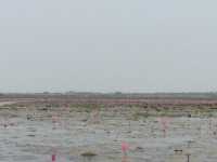 🌸 Travel Blog: Red Lotus Sea (Talay Bua Daeng), Udon Thani 🌸