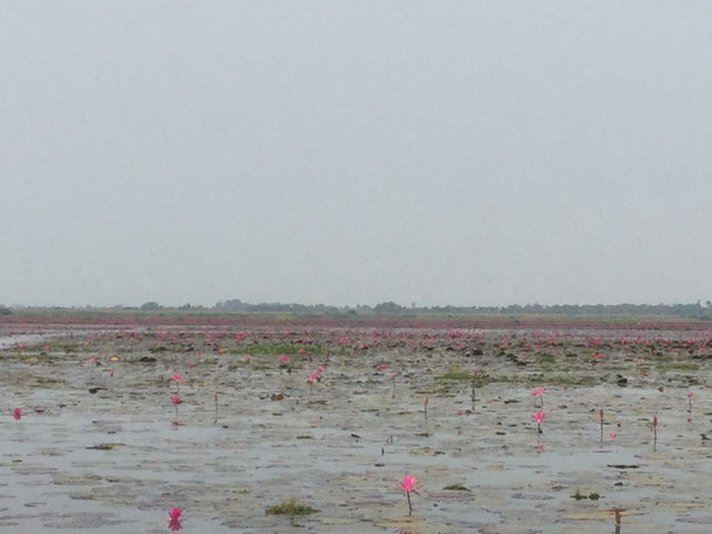 🌸 Travel Blog: Red Lotus Sea (Talay Bua Daeng), Udon Thani 🌸