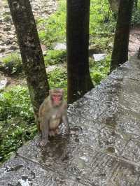 Exploring Zhangjiajie National Forest Park – A Journey into the Real Pandora