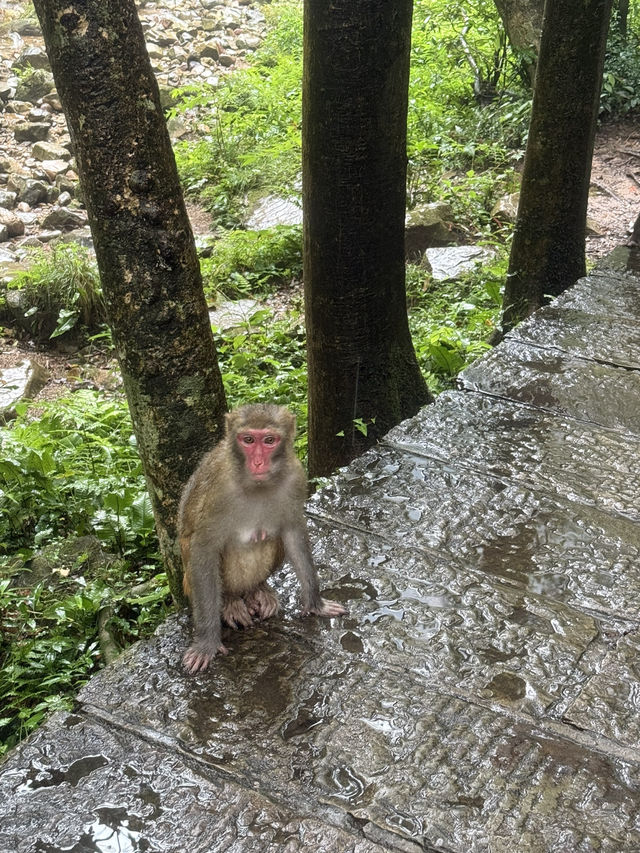 Exploring Zhangjiajie National Forest Park – A Journey into the Real Pandora