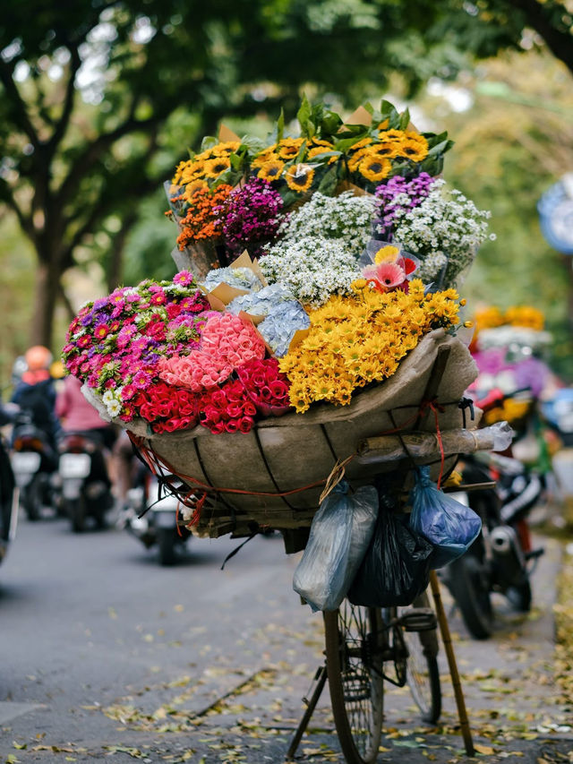 🌸 Wandering Blooms in Hanoi 🌸