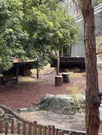 🇦🇺 塔龍加動物園（Taronga Zoo）是悉尼必游的世界級生態動物園