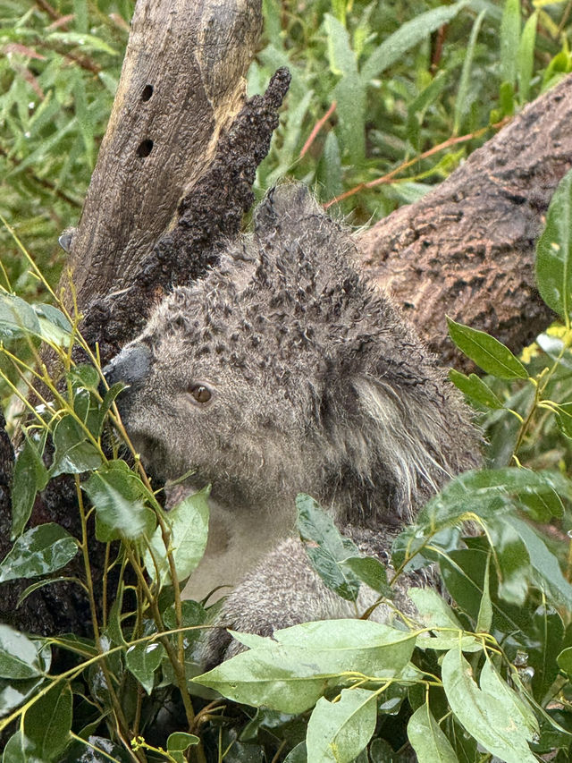 🇦🇺 塔龍加動物園（Taronga Zoo）是悉尼必游的世界級生態動物園
