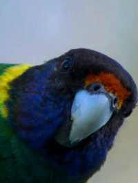 altTitle