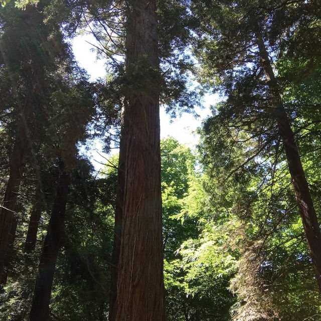 Danes Wood – Woodland Charm in Killerton Estate, Devon