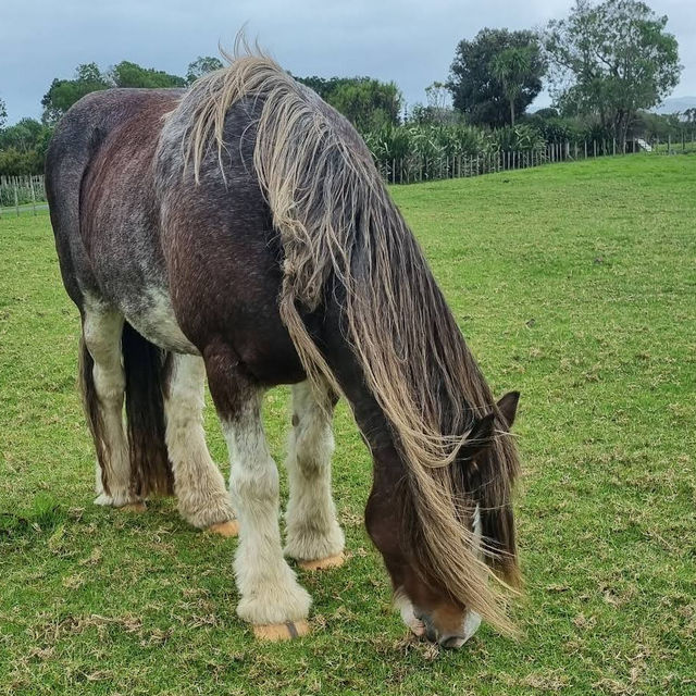 Ambury Regional Park – City-Farm & Harbour Retreat on Auckland’s Shores