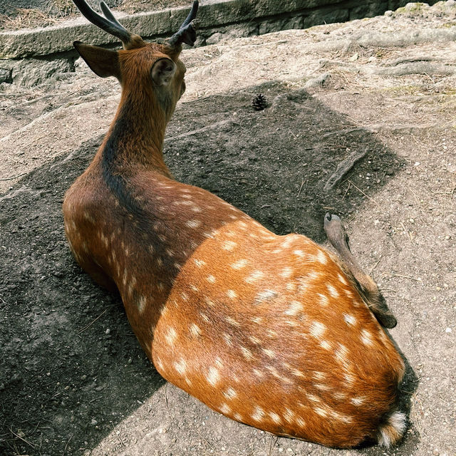 사슴과 함께하는 일본의 전통 여행, 나라 공원