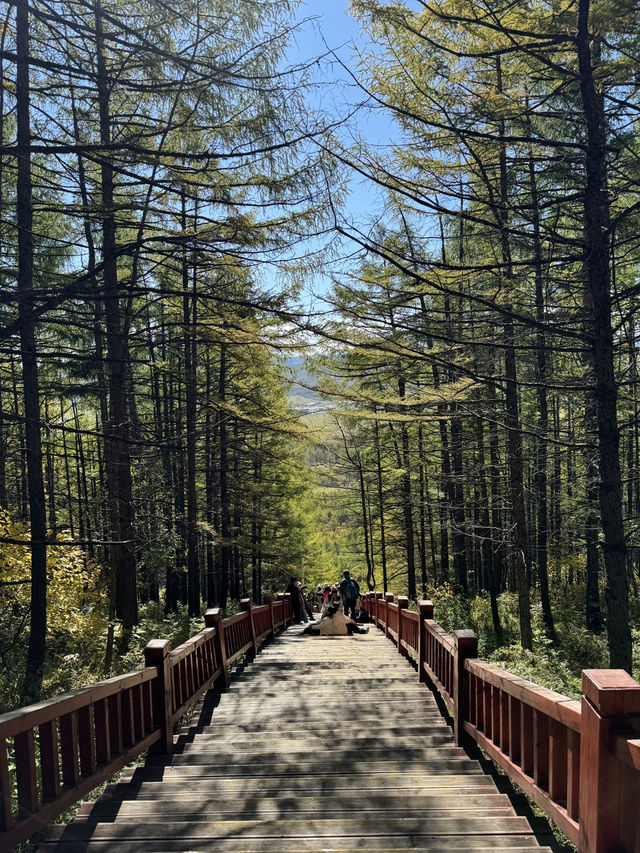 一個人去阿爾山