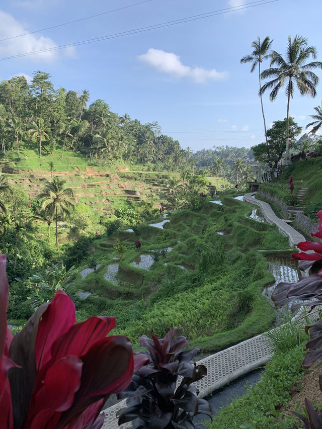 Ideal plan for Ubud 