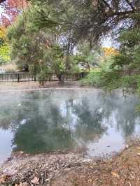 Autumn Whispers: The Floral Beauty of Kuirau Park