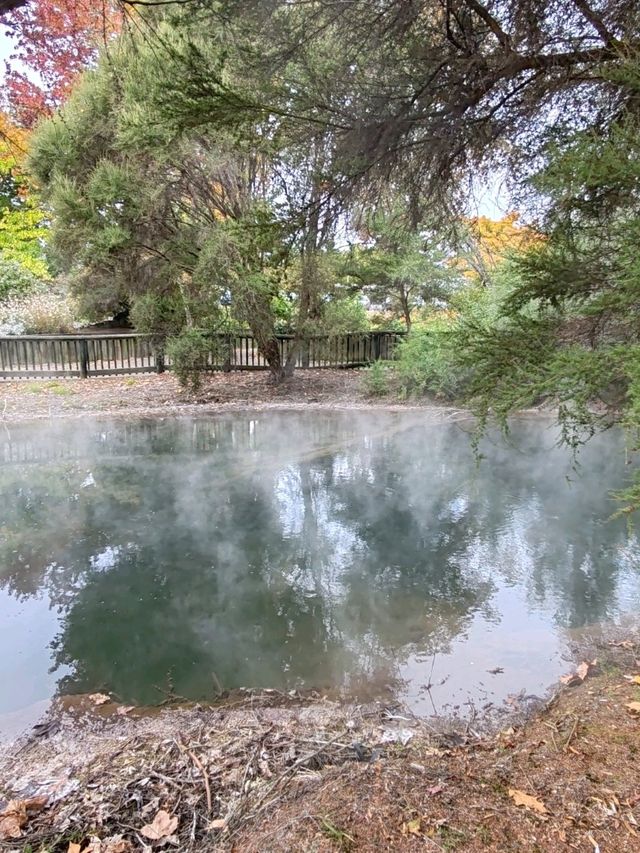 Autumn Whispers: The Floral Beauty of Kuirau Park