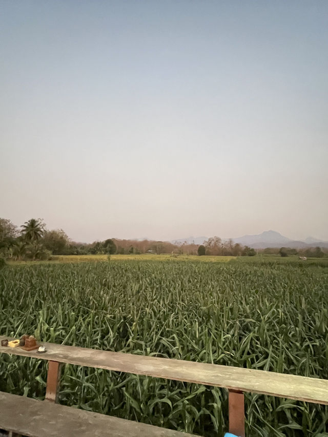 ร้านร่มไม้ชายคา 🌿🍽️ 