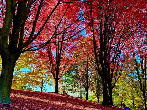 萬聖節的南瓜快到了！