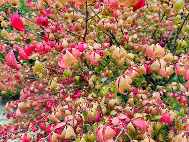 Daejeon Hanbat Arboretum