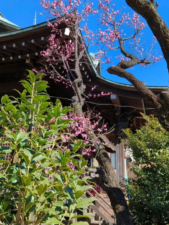 SAKURA JINGU.