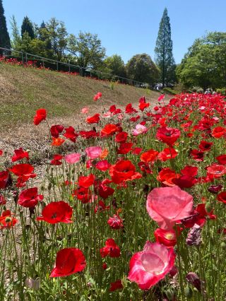 เวลาแห่งดอกไม้ทำให้หัวใจคุณเบาสบาย