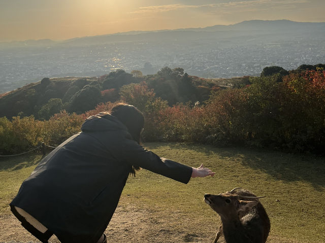 Golden Hills Nara🌅