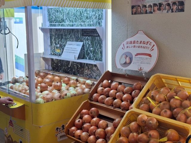 ✨️自駕遊日本🇯🇵淡路島洋蔥打卡攻略🧅📸 ✨️自駕遊日本🇯🇵淡路島洋蔥打卡攻略🧅📸