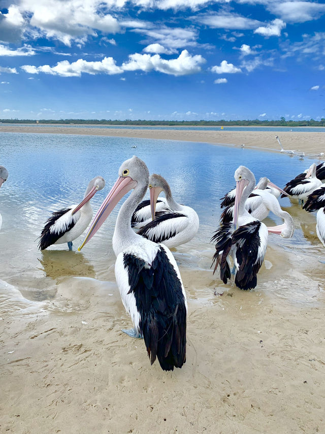 🇦🇺Gold Coast, Brisbane & Beyond: The 7-Day Queensland Explorer