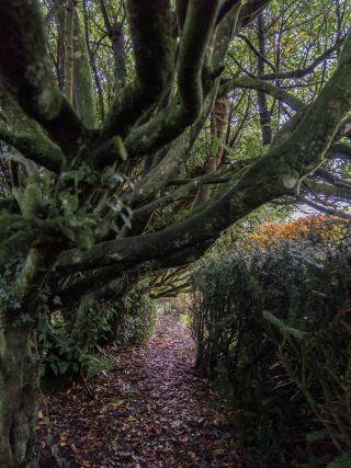 A peaceful stroll through Irish Gardens