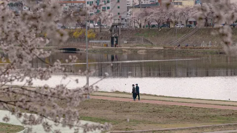 Recommended Korea Trip: Cherry Blossoms at Ayanggyo Bridge — traveler post in Daegu