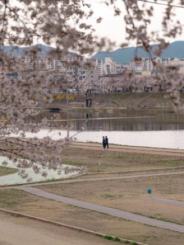 Domestic travel recommendation: Yayanggyo cherry blossoms