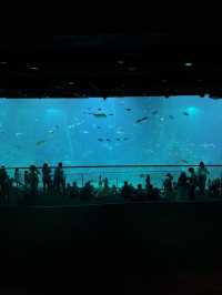 Singapore Oceanarium: Dive Into an Underwater Wonderland 🦈✨