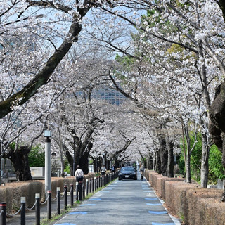 東京青山靈園櫻花隧道、忠犬八公墓地散步攻略🌸