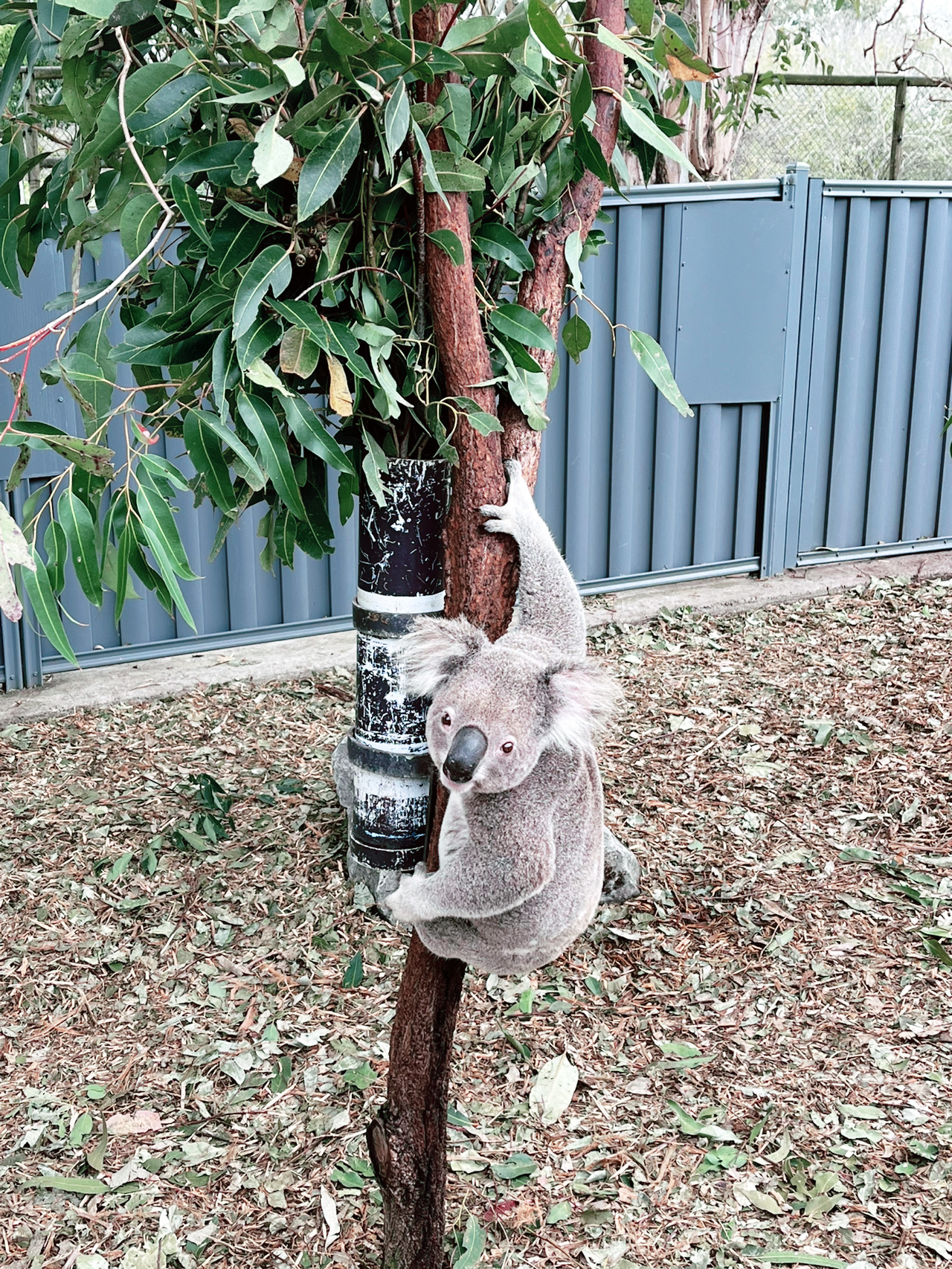 🐨Bucket List Ticked — My Dream Animal Day at Long Pine Koala Sanctuary!