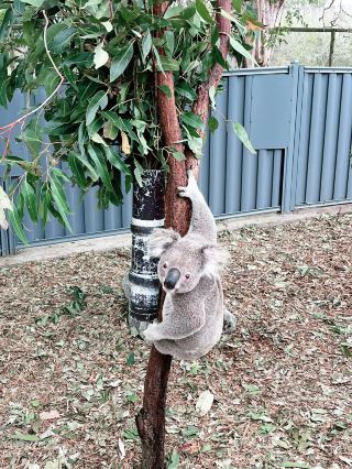 🐨Bucket List Ticked — My Dream Animal Day at Long Pine Koala Sanctuary!