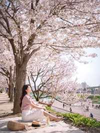 🌺  안양천 🌸