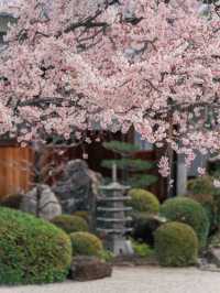 Xiangji Temple covered with cherry blossoms 🌸