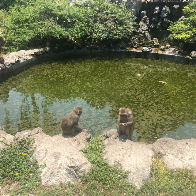 Monkeying Around in Paradise: Exploring Nha Trang's Wild Side!